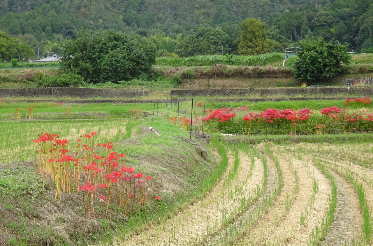 嵯峨野彼岸花