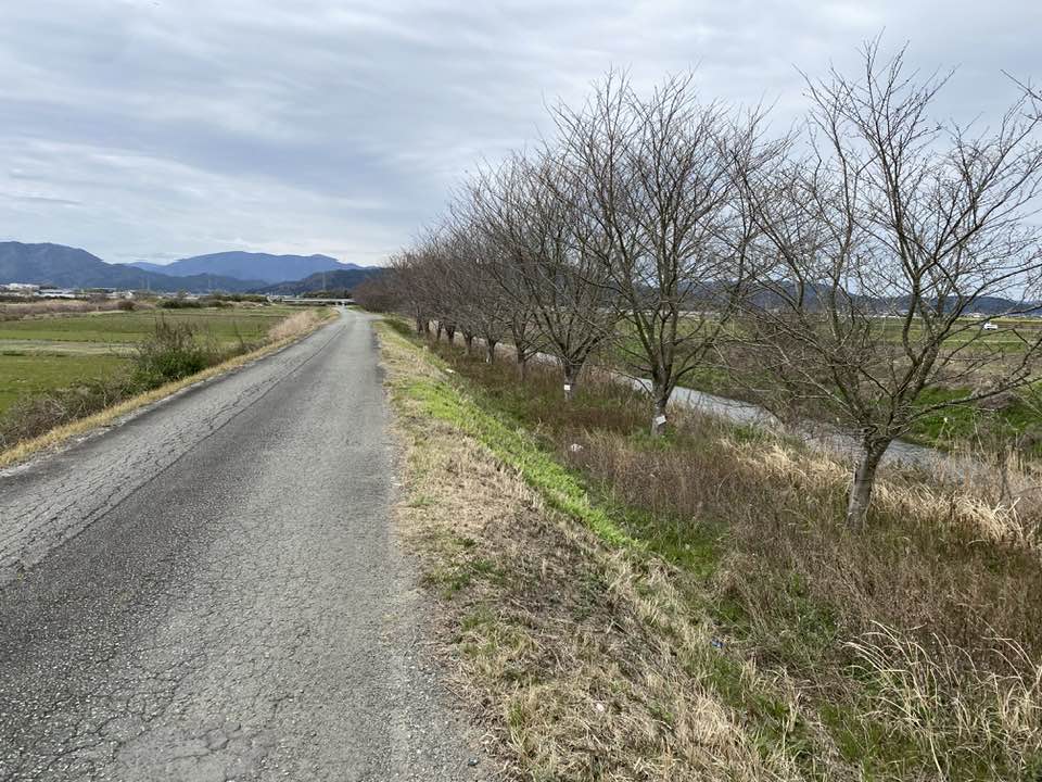 05七谷川桜並木
