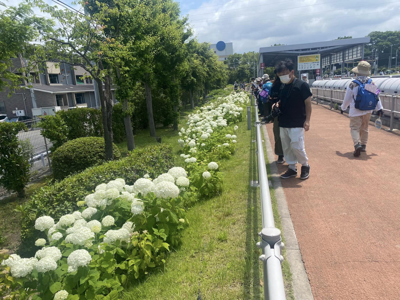 05アジサイ園散策1