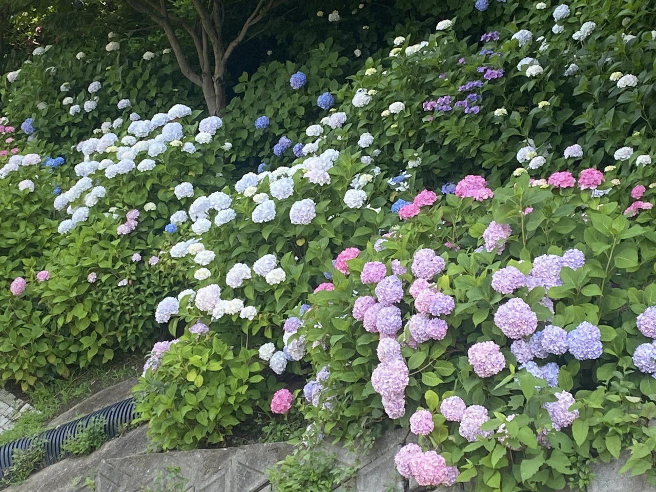 06あじさい園散策2