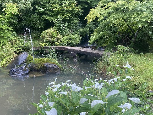 05半夏生