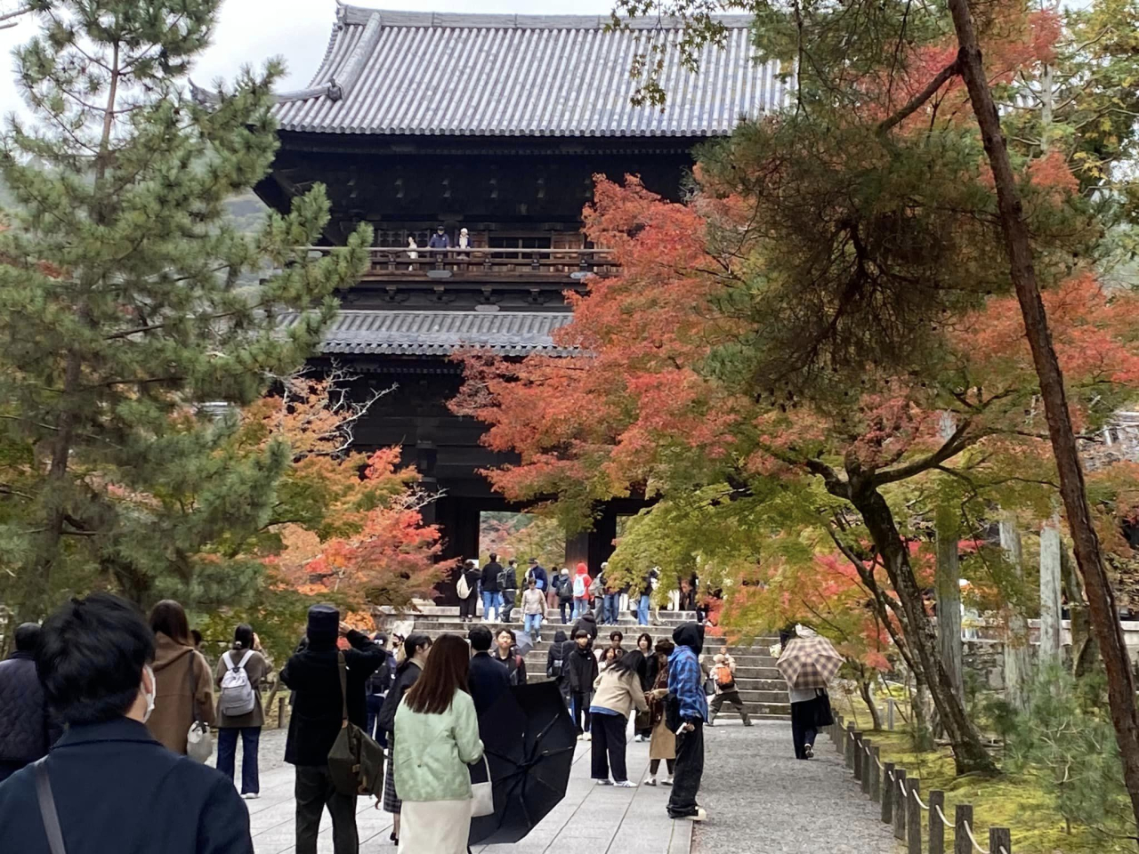 東山もみじ1