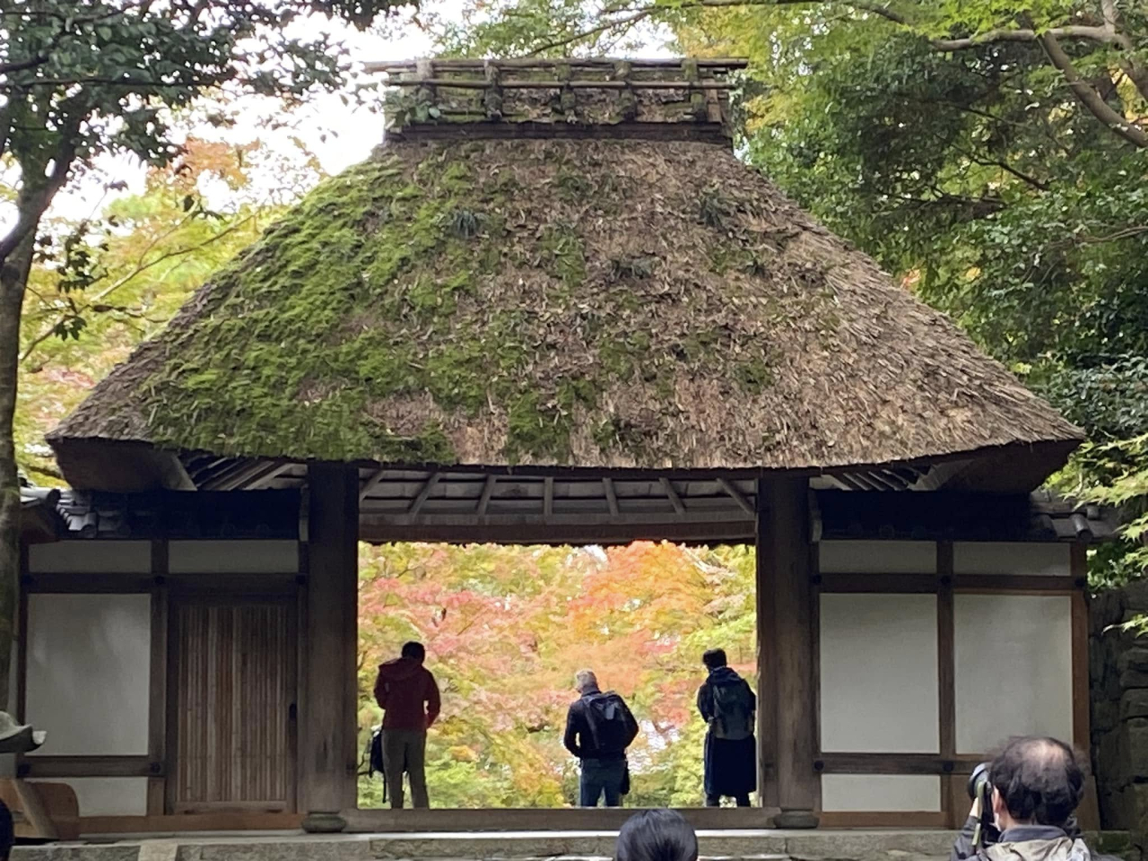 東山もみじ2
