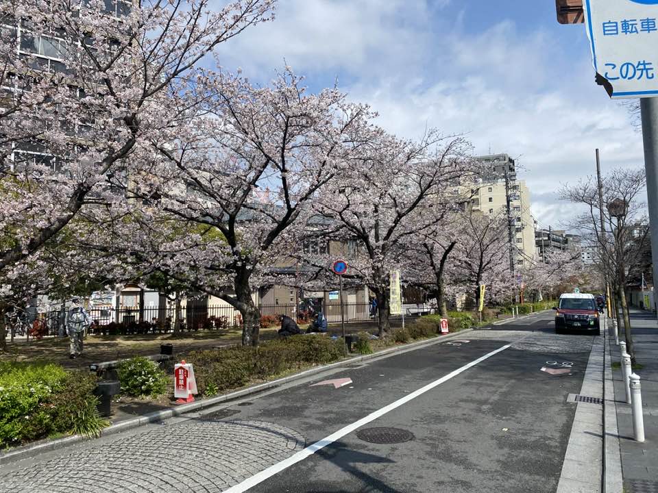八重02