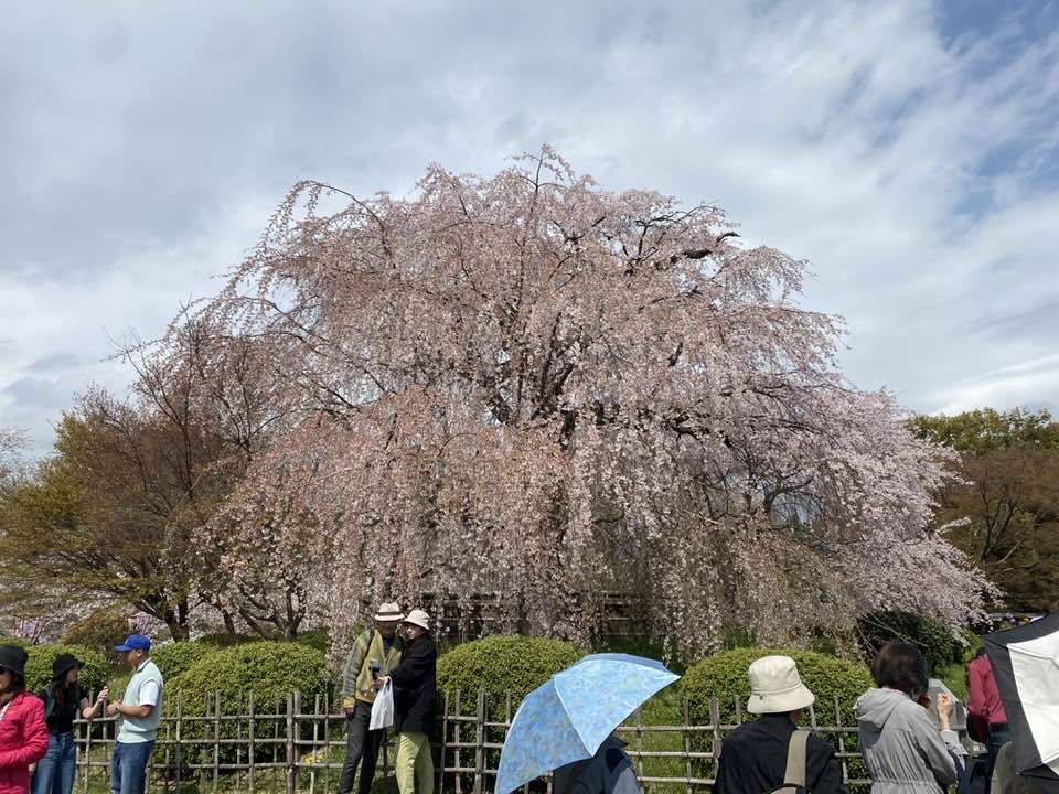 八重05