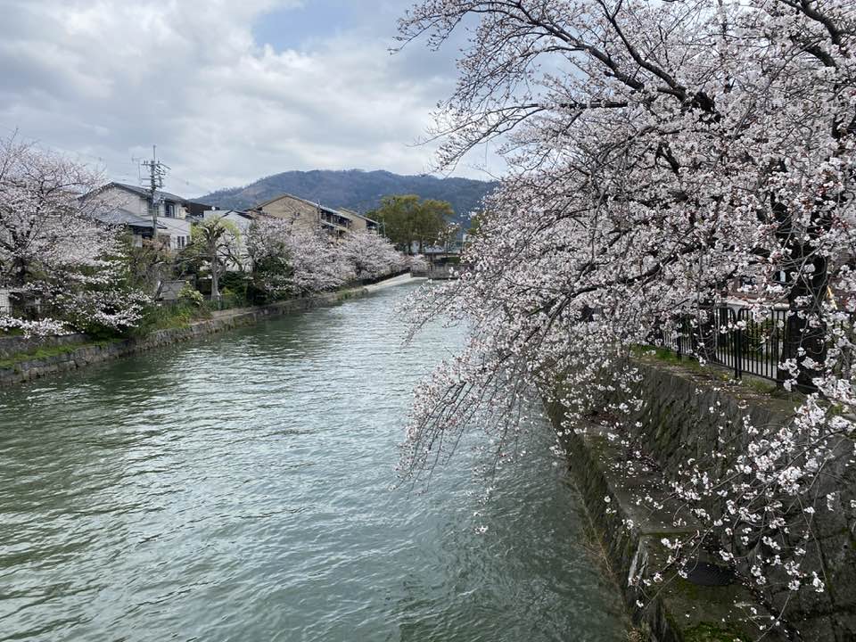 八重11